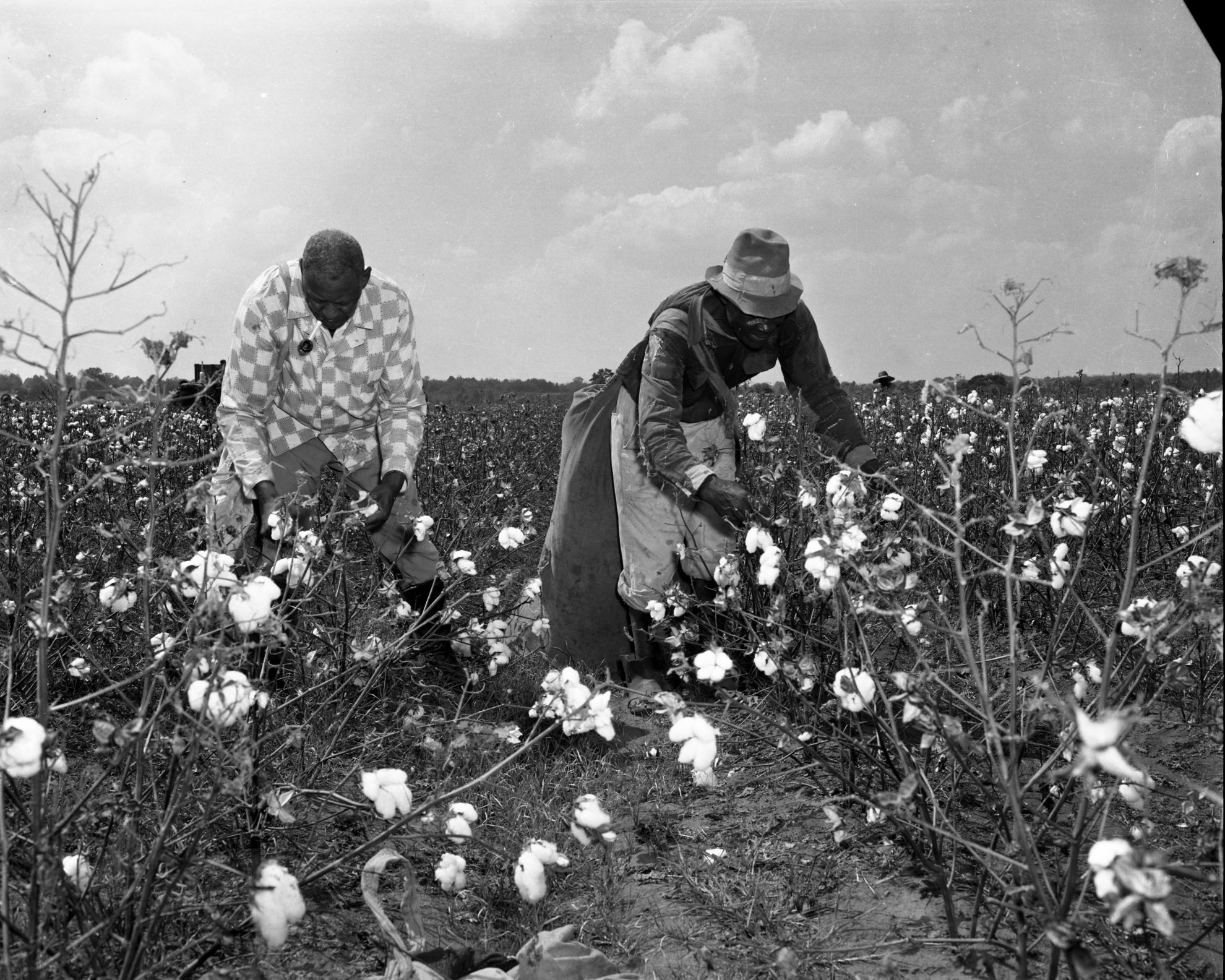 Men Picking Cotton – Tuskegee University Archives